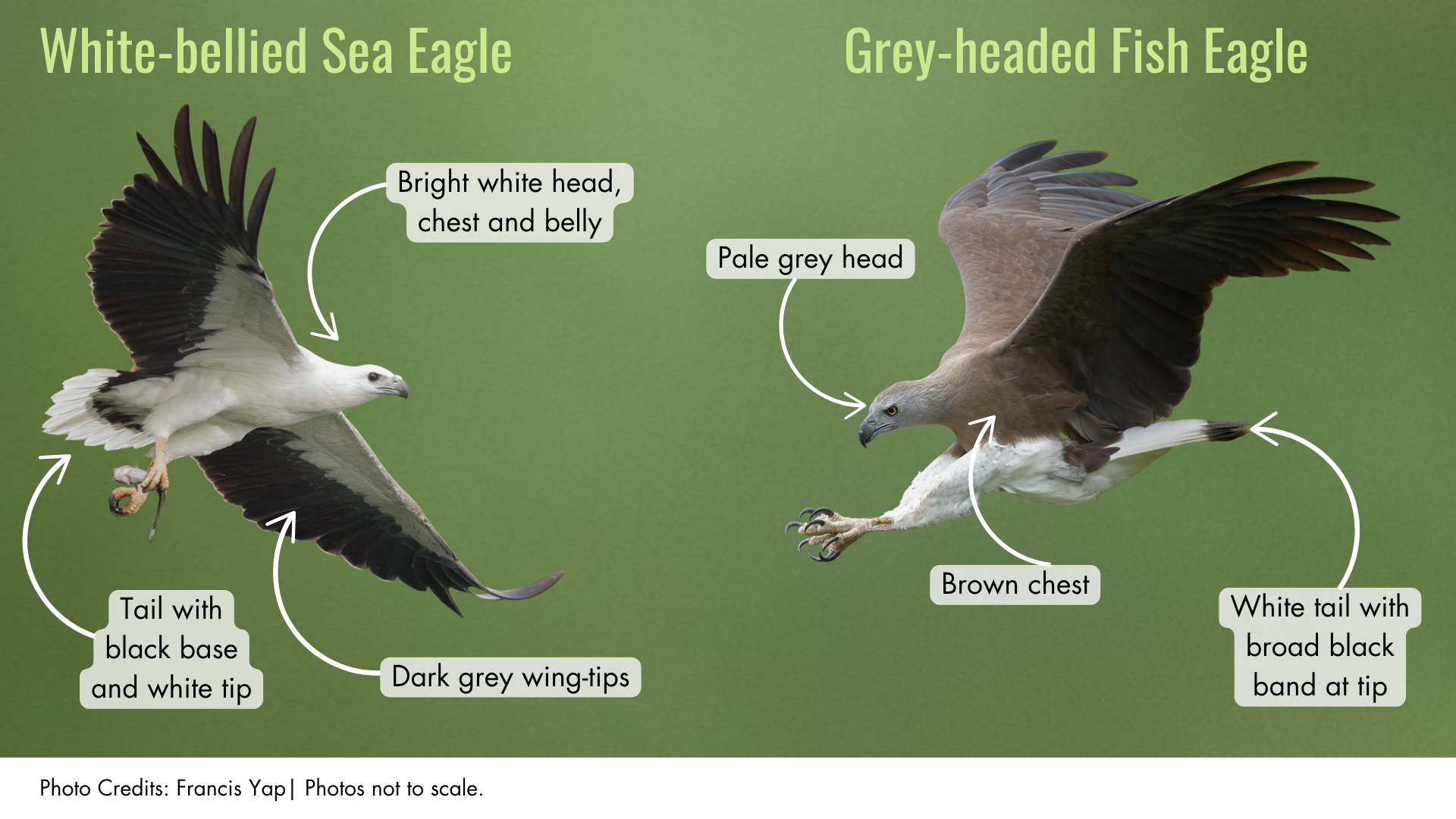 White bellied sea eagle vs Grey headed fish eagle